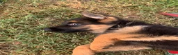 Pastore Tedesco cani in vendita: cuccioli - Annuncio 14