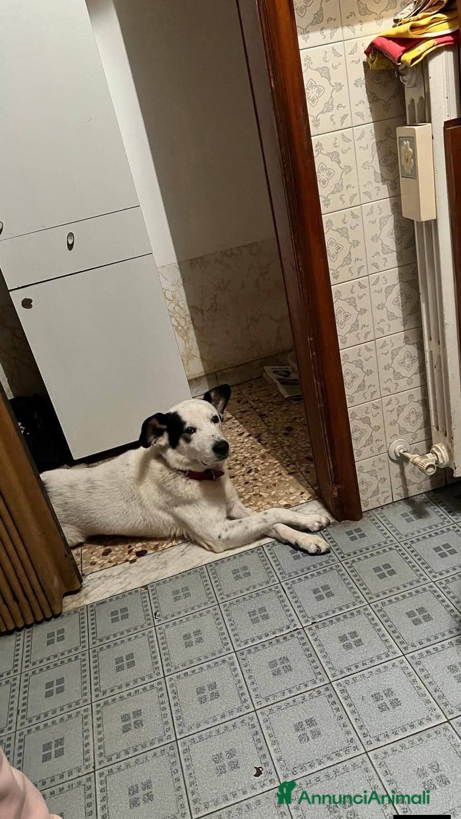 Meticcio cani ADOZ.DEL CUORE: povero amore,ha perso famiglia! - Annuncio 28