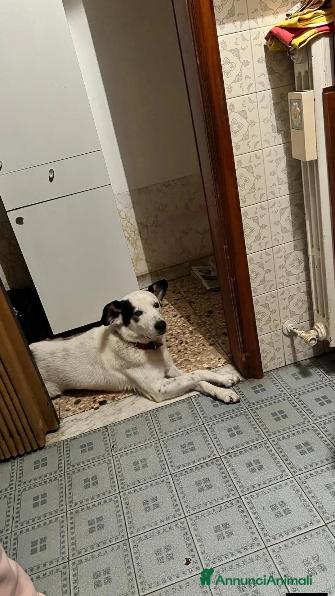 Meticcio cani in regalo: ADOZ.DEL CUORE: povero amore,ha perso famiglia! - Annuncio 1