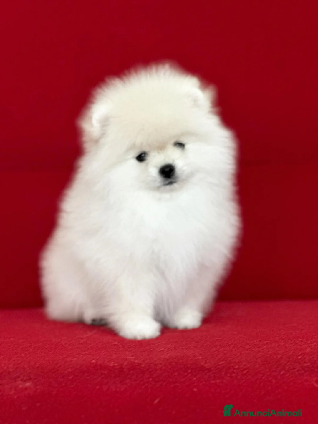 Volpino Pomerania cani in vendita: Femmine di Pomerania - Annuncio 4