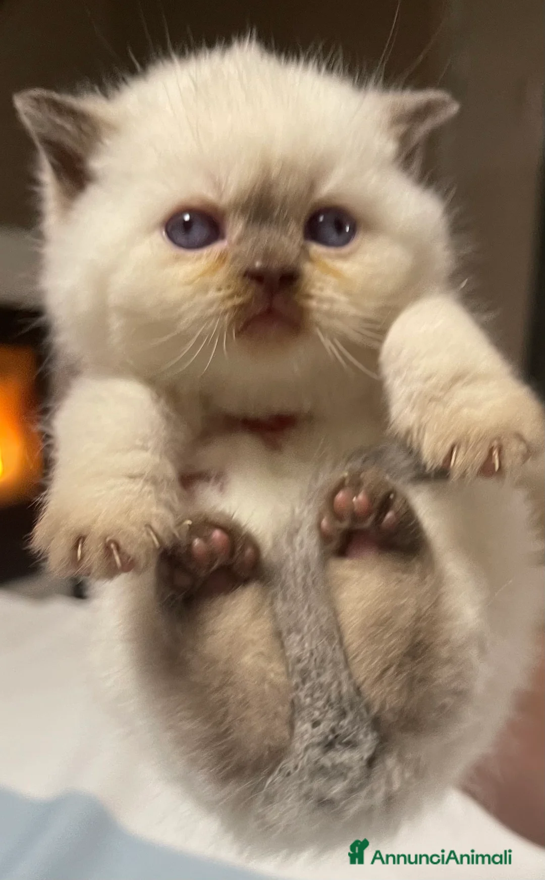 Immagine della galleria {{count}}