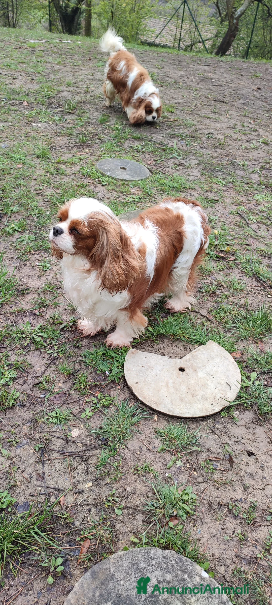 Immagine della galleria {{count}}