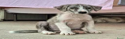 Meticcio cani in regalo: Silver 2 mesi taglia media  - Annuncio 5