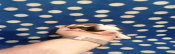 Shih Tzu cani in vendita: Shih Tzu cuccioli - Annuncio 14