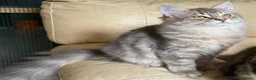 Siberiano gatti in vendita: Cuccioli Siberiano - Annuncio 9