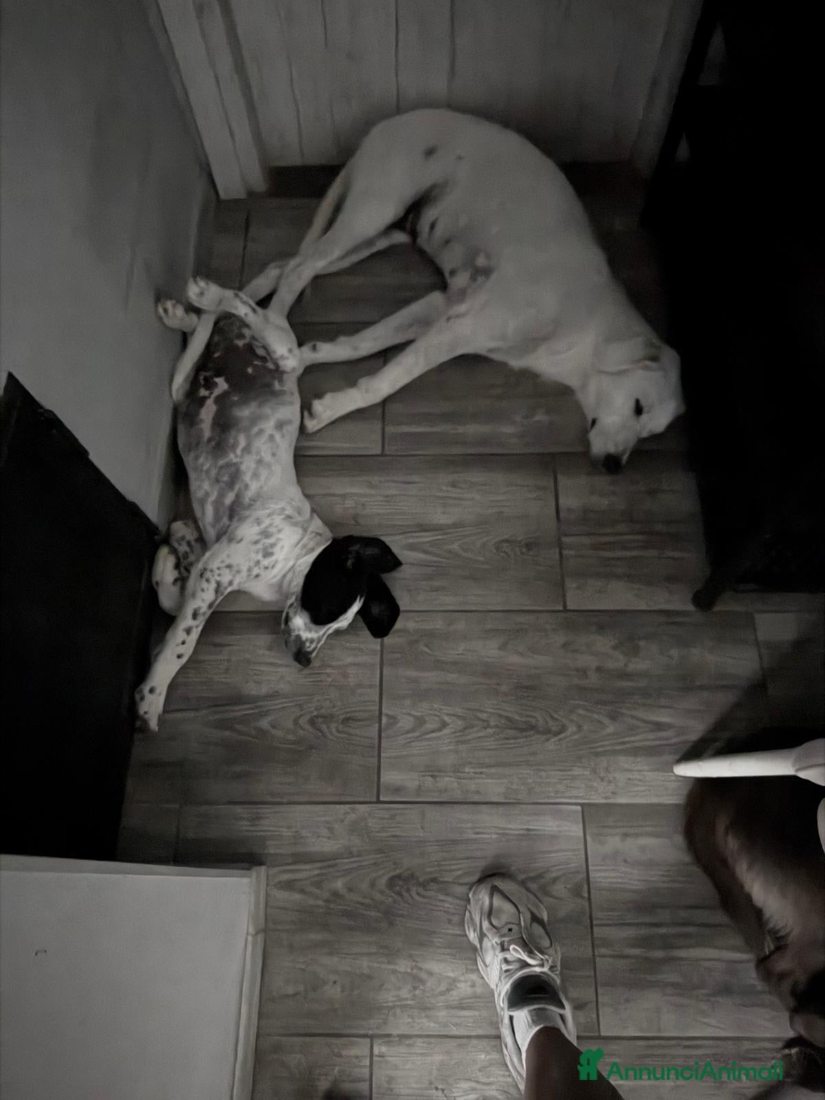 Meticcio cani 2 meravigliosi cuccioli  - Annuncio 32