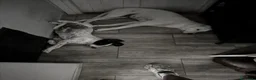 Meticcio cani in regalo: 2 meravigliosi cuccioli  - Annuncio 1