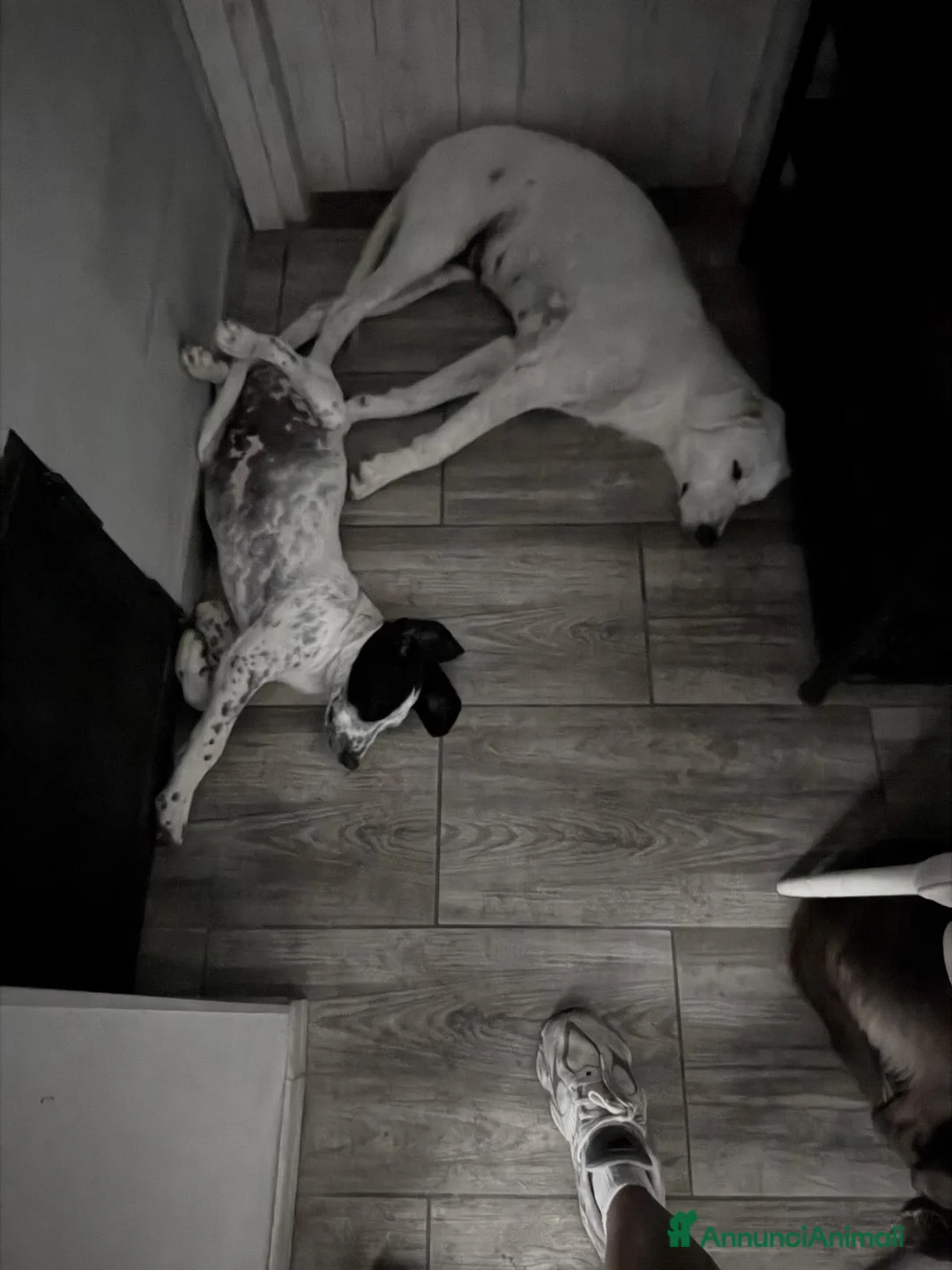 Meticcio cani in regalo: 2 meravigliosi cuccioli  - Annuncio 1