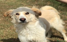 Golden Retriever cani in regalo: Connie, derivata golden IN ADOZIONE a Provincia di Latina - Immagine 4