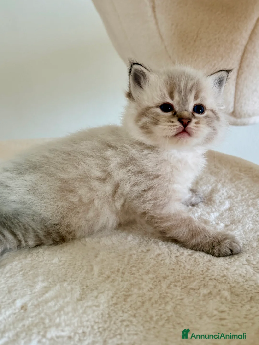 Siberiano gatti in vendita: Gattini siberiani e Neva masquerade - Annuncio 3