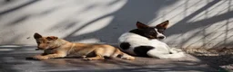 Meticcio cani in regalo: Ernesto: dolce monello taglia piccola  - Annuncio 5