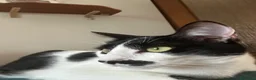 Europeo gatti in regalo: Regalo Gattina Europea - Annuncio 3