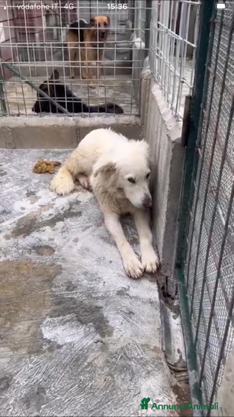 Pastore Maremmano cani Dalila ha perso le speranze  - Annuncio 14