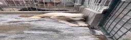 Pastore Maremmano cani in regalo: Dalila ha perso le speranze  a Città metropolitana di Milano - Annuncio 1
