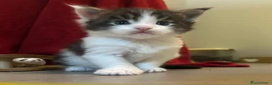 Maine Coon Gattino 2