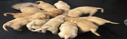 Golden Retriever cani in vendita: Golden Retriver  - Annuncio 6