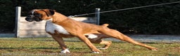 Boxer cani in vendita: BOXER CUCCIOLI DISPONIBILI - Annuncio 1