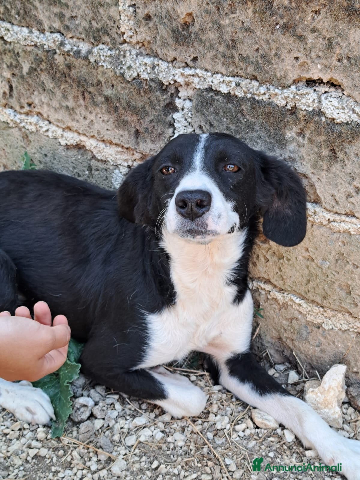 Altre razze cani Giorgietto, dolcissimo, 2 anni  - Annuncio 42