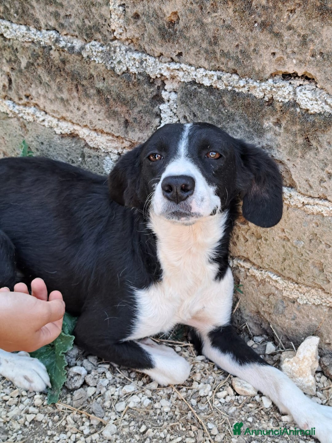 Altre razze cani in regalo: Giorgietto, dolcissimo, 2 anni  - Annuncio 1