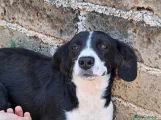 Altre razze cani Giorgietto, dolcissimo, 2 anni - Annuncio 35