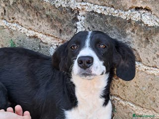 Altre razze cani Giorgietto, dolcissimo, 2 anni - Annuncio 38