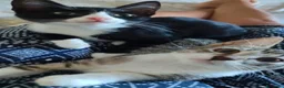 Meticcio gatti in regalo: 3mesi,occhi verdi,LE MANCA UNA ZAMPINA! MILANO - Annuncio 5