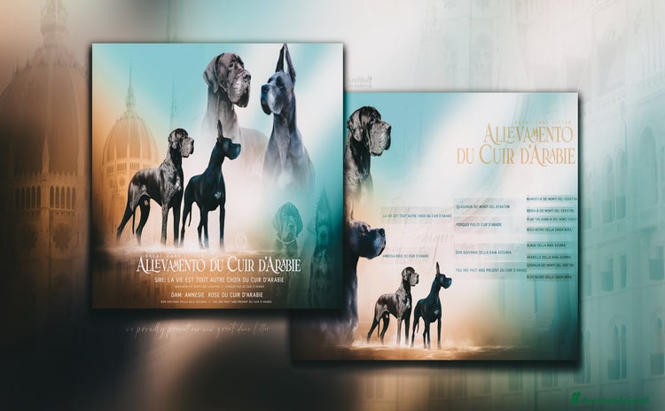 Alano cani - Annuncio 12