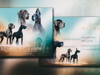 Alano cani Alani ciccioli neri e blu - Annuncio 4