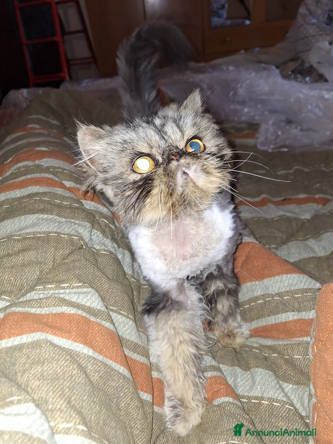 Persiano gatti in vendita: Persiano 5 anni - Annuncio 1