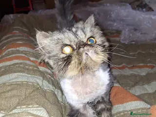 Persiano gatti Persiano 5 anni - Annuncio 1