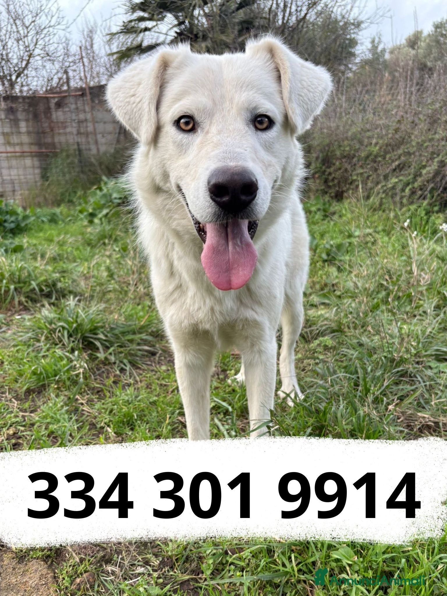 Meticcio cani GUE’ 💙 - dolcissimo cagnolone, principe bianco - Annuncio 9