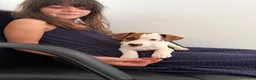 Jack Russell cani in vendita: Cucciola femmina jack Russell pedegree - Annuncio 3