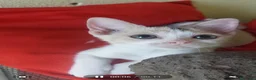 Europeo gatti in regalo: Stella, micina dolcissima , aspetta una famiglia - Annuncio 2