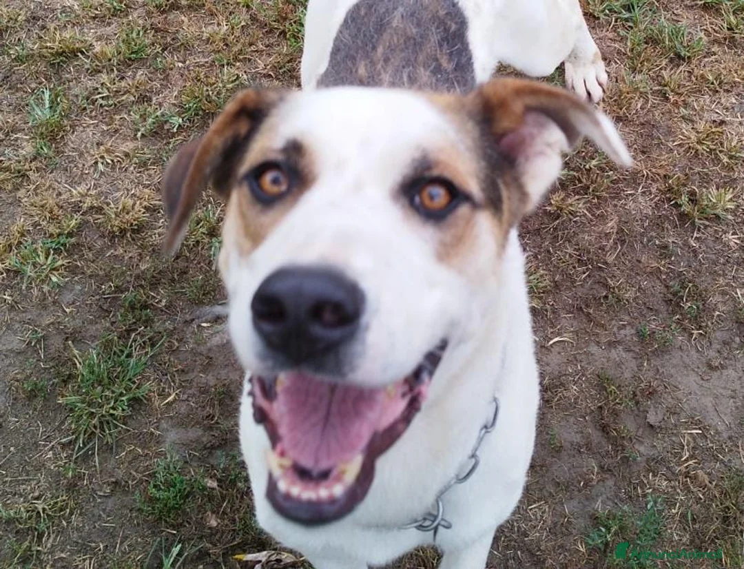 Meticcio cani in regalo: Ciccio cerca casa  - Annuncio 4