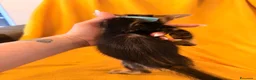 Bengala gatti in vendita: Cuccioli di Bengala - Annuncio 7