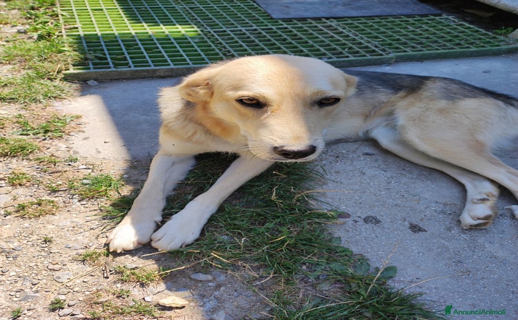 Meticcio cani a Provincia di Cuneo - Annuncio 5