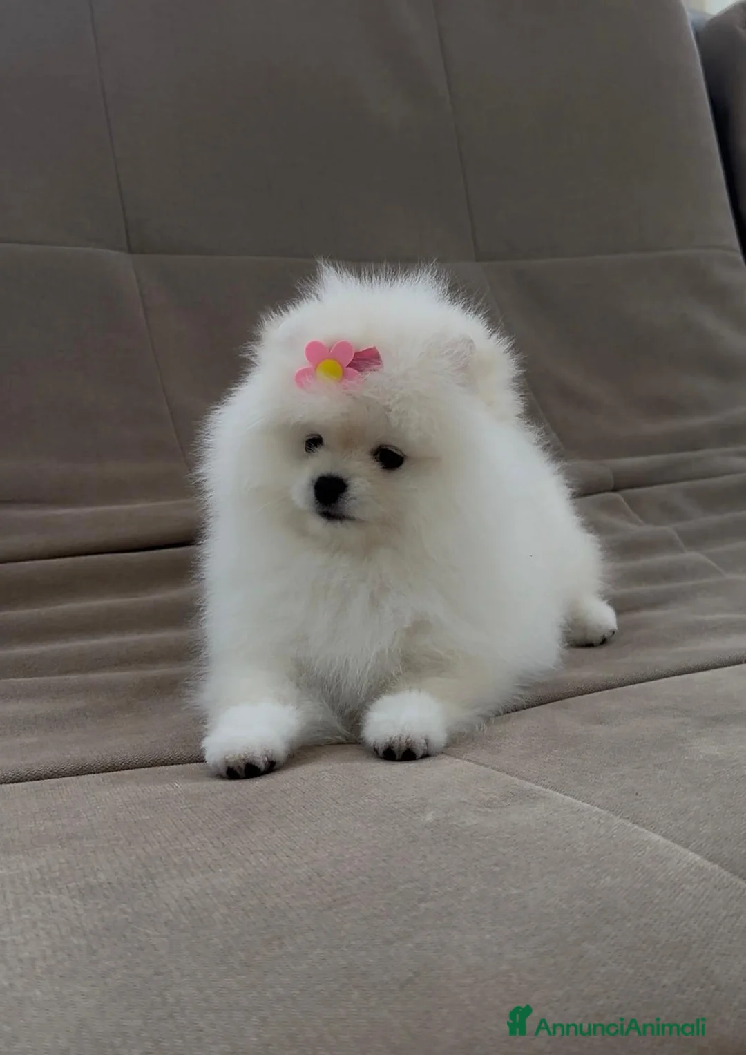 Volpino Pomerania cani in vendita: Pomerania Toy - Annuncio 5