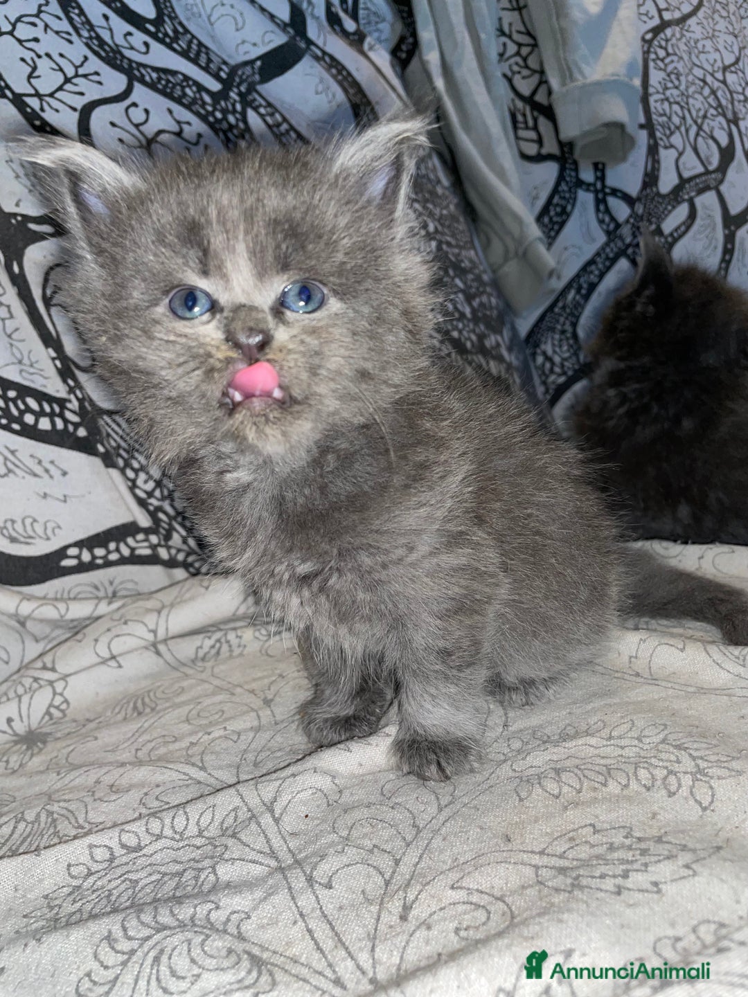 Maine Coon gatti in vendita: Mainecoon - Annuncio 25