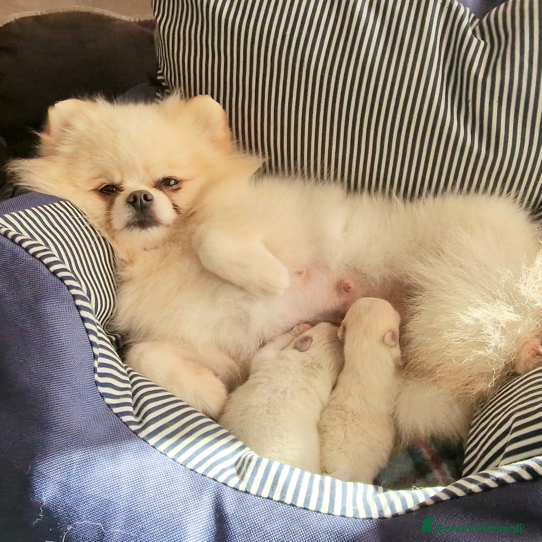 Spitz cani in vendita: Spitz tedesco NANO Pomerania  - Annuncio 2