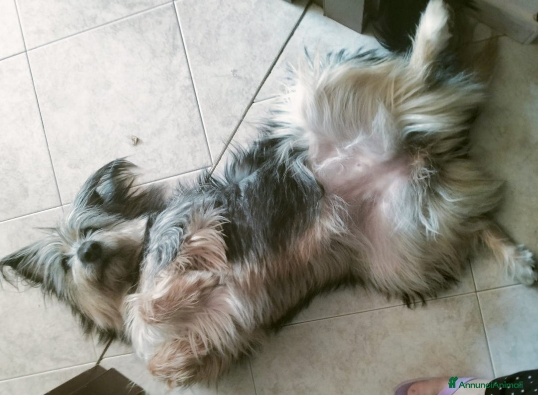 Meticcio cani in regalo: LA DOLCISSIMA E BELLISSIMA JOEY - Annuncio 5