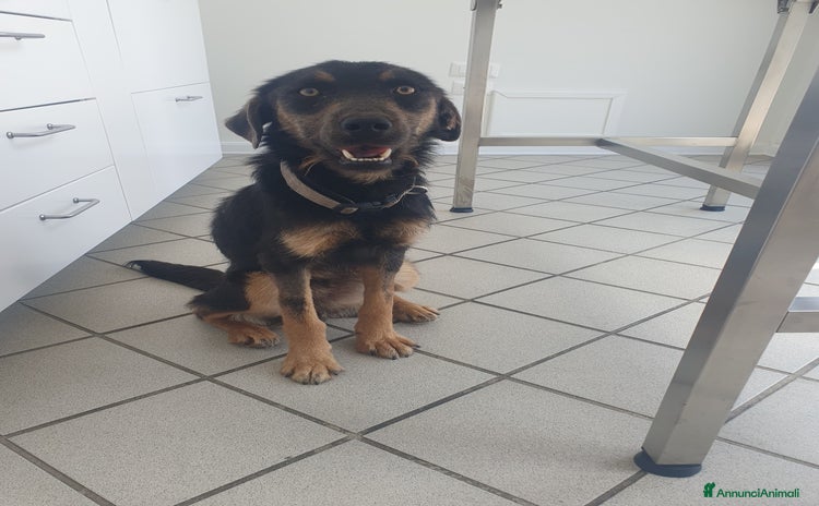 Meticcio cani - Annuncio 5