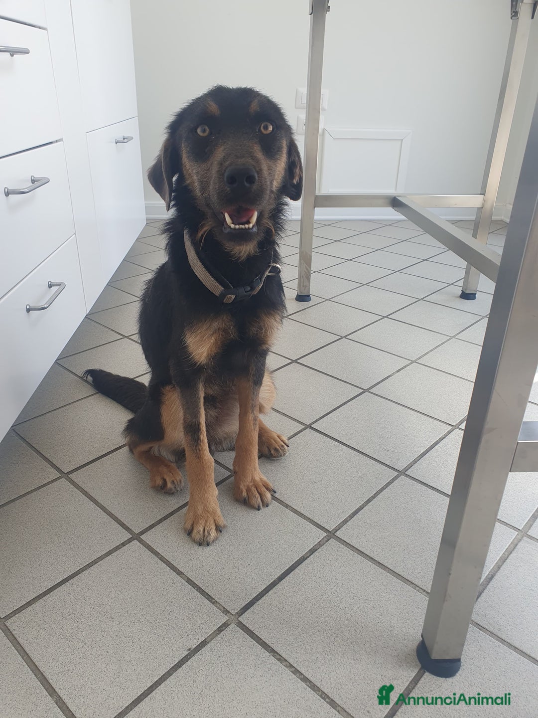 Meticcio cani in regalo: SPINO - Annuncio 1