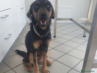 Meticcio cani SPINO - Annuncio 19