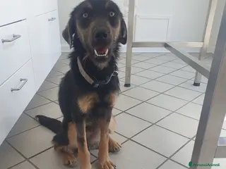 Meticcio cani SPINO - Annuncio 30