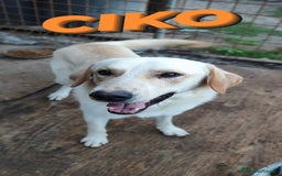 Labrador cani in regalo: Una famiglia per Ciko  a Provincia di Savona - Immagine 4