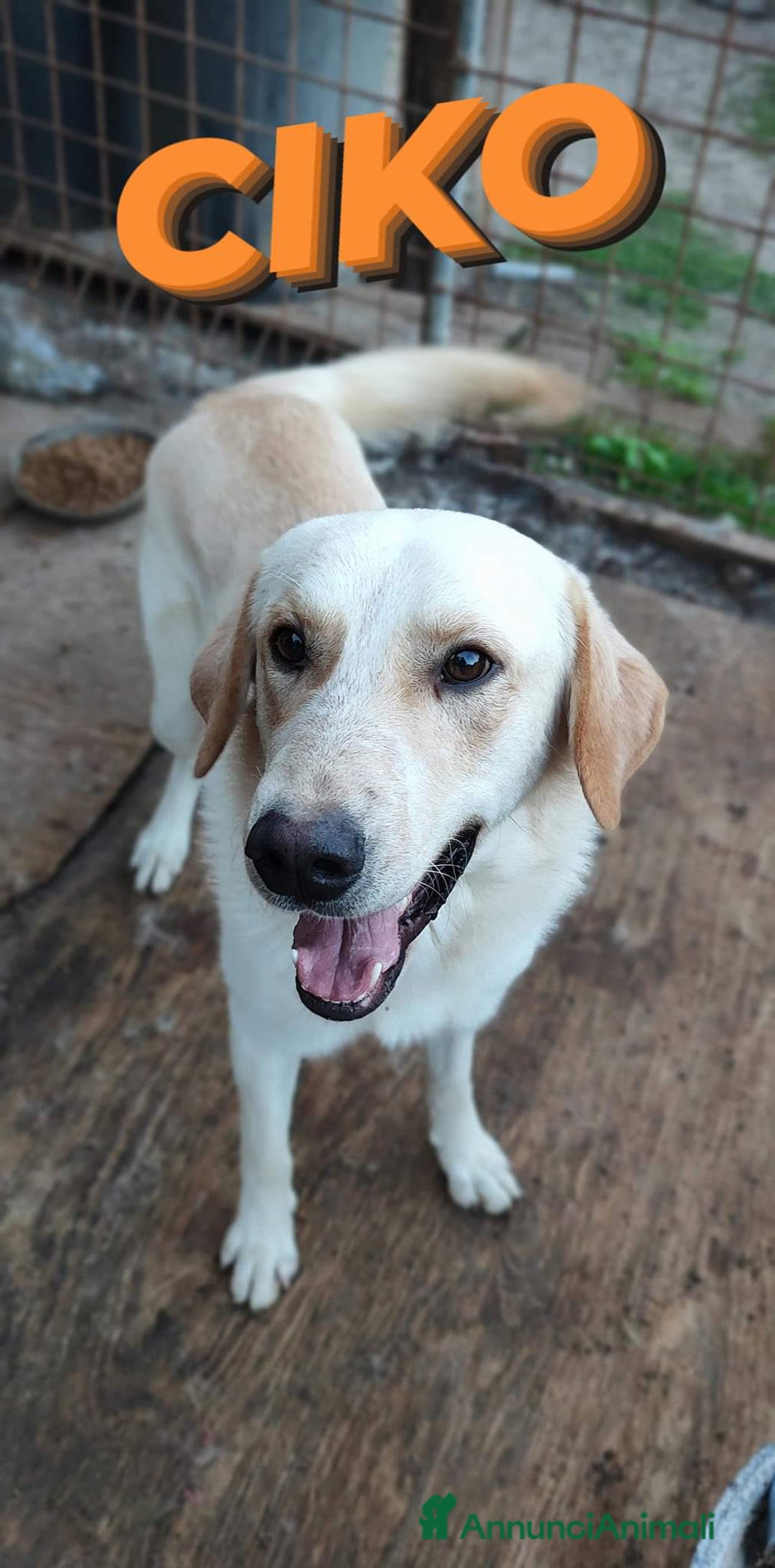 Labrador cani in regalo: Una famiglia per Ciko  a Provincia di Savona - Immagine 4