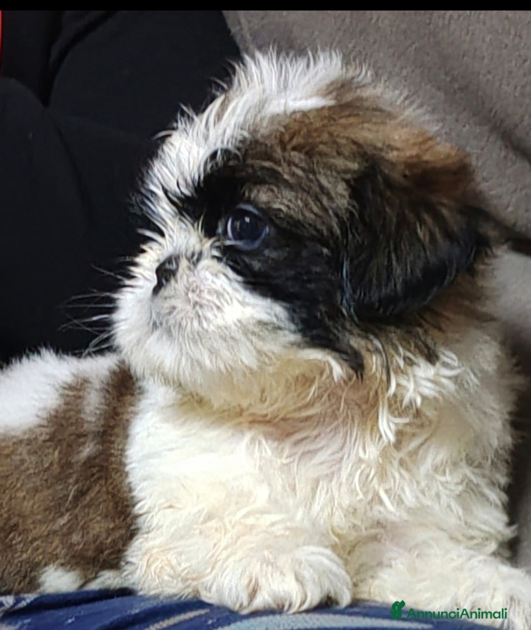 Shih Tzu cani in vendita: Cuccioli di shitzu a Provincia di Cuneo - Immagine 2