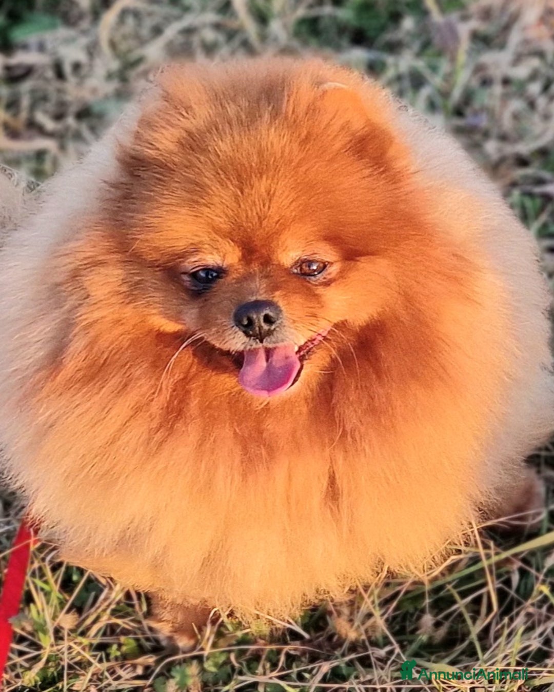 Spitz cani in regalo: Spitz tedesco NANO Pomerania  a Provincia di Monza e della Brianza - Immagine 4