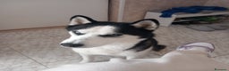 Husky cani per accoppiamento: Husky siberian per monta  - Annuncio 2