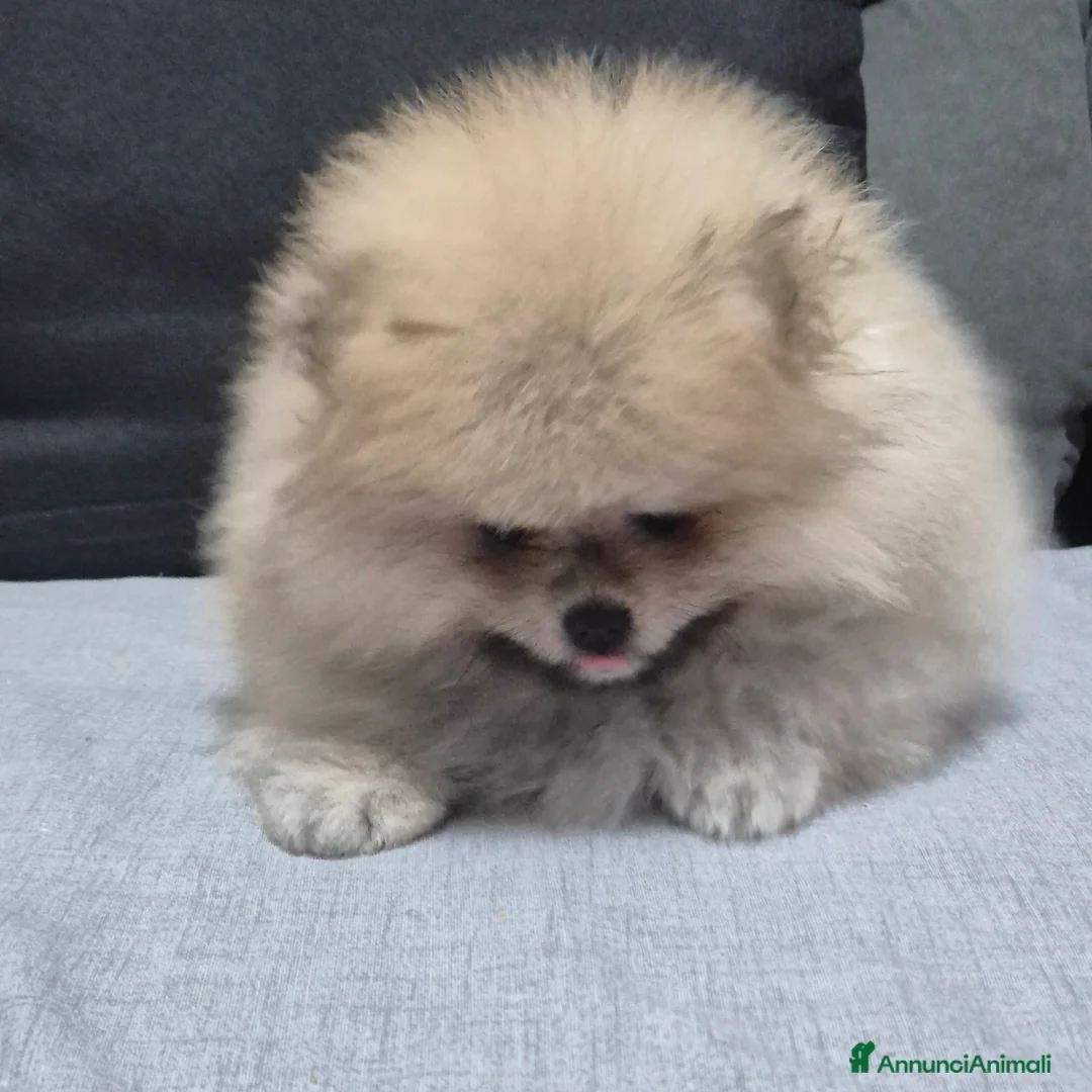 Volpino Pomerania cani in vendita: Spitz di pomerania tedesco nano  a Provincia di Oristano - Annuncio 10